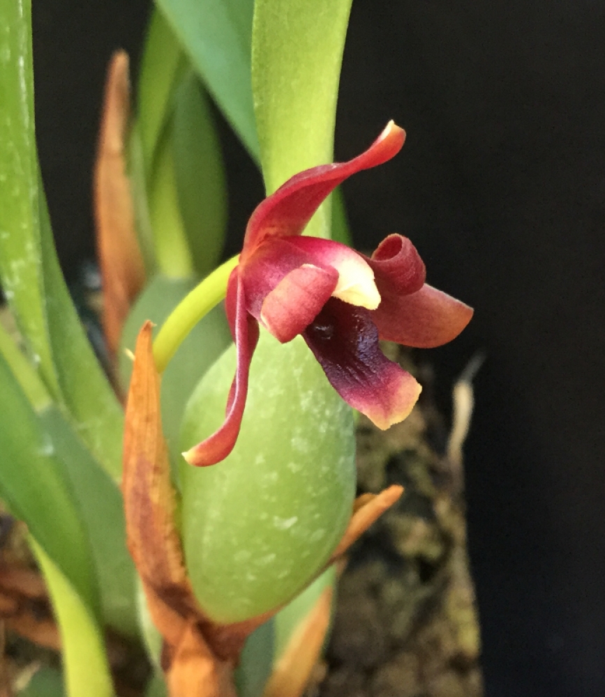 Maxillaria variabilis rot