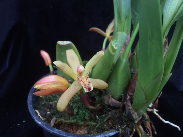 Maxillaria rufescens  duftend