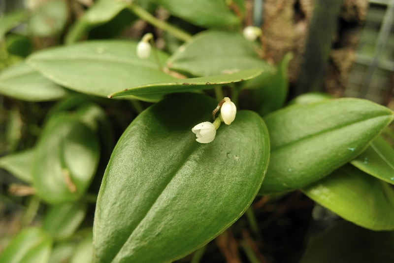 Pleurothallis niveoglobula 