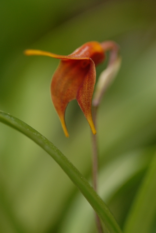 Masdevallia aff. teaguei