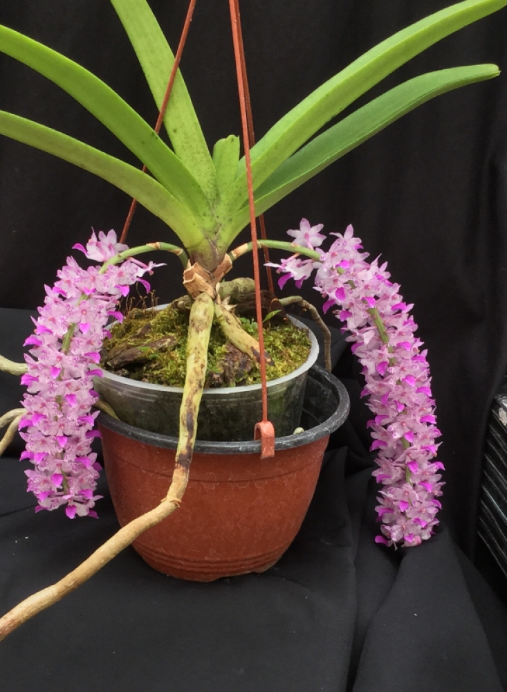 Aerides multiflora