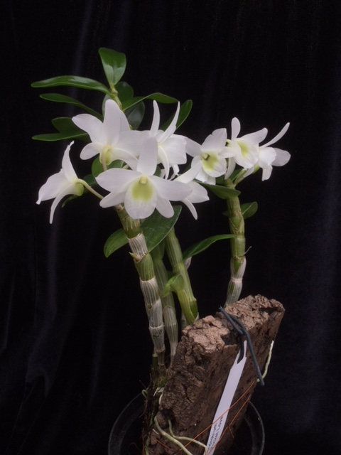 Dendrobium Pocket Lover (aufgebunden)