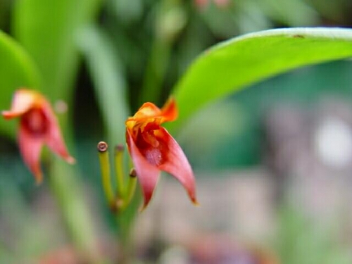 Pleurothallis fulgens (aufgebunden)