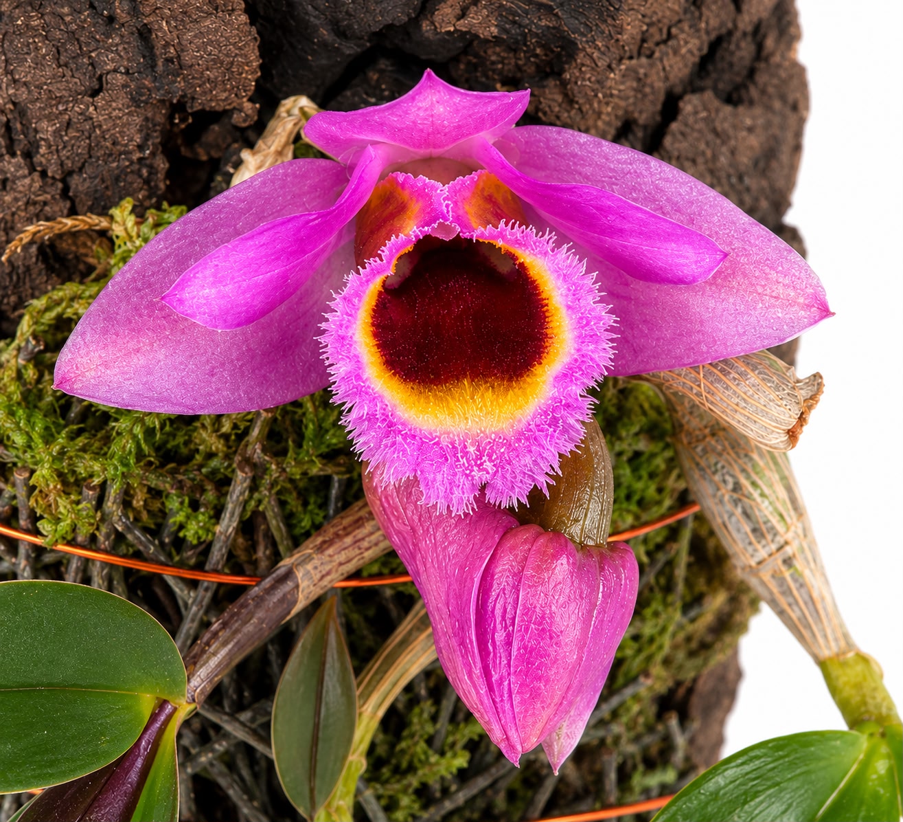 Dendrobium fuscifaucium