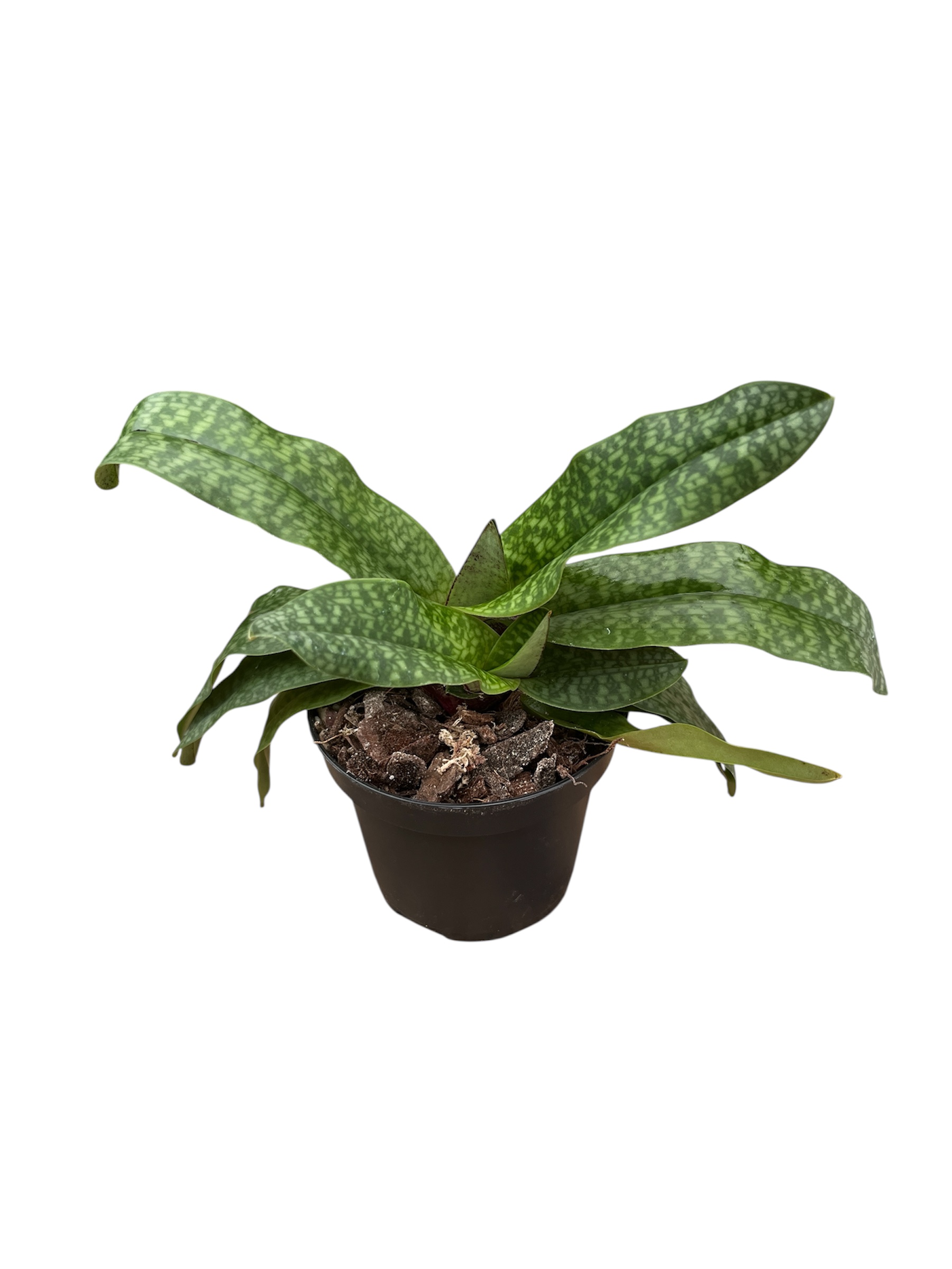 Paphiopedilum Primcolor x delenatii vinicolor