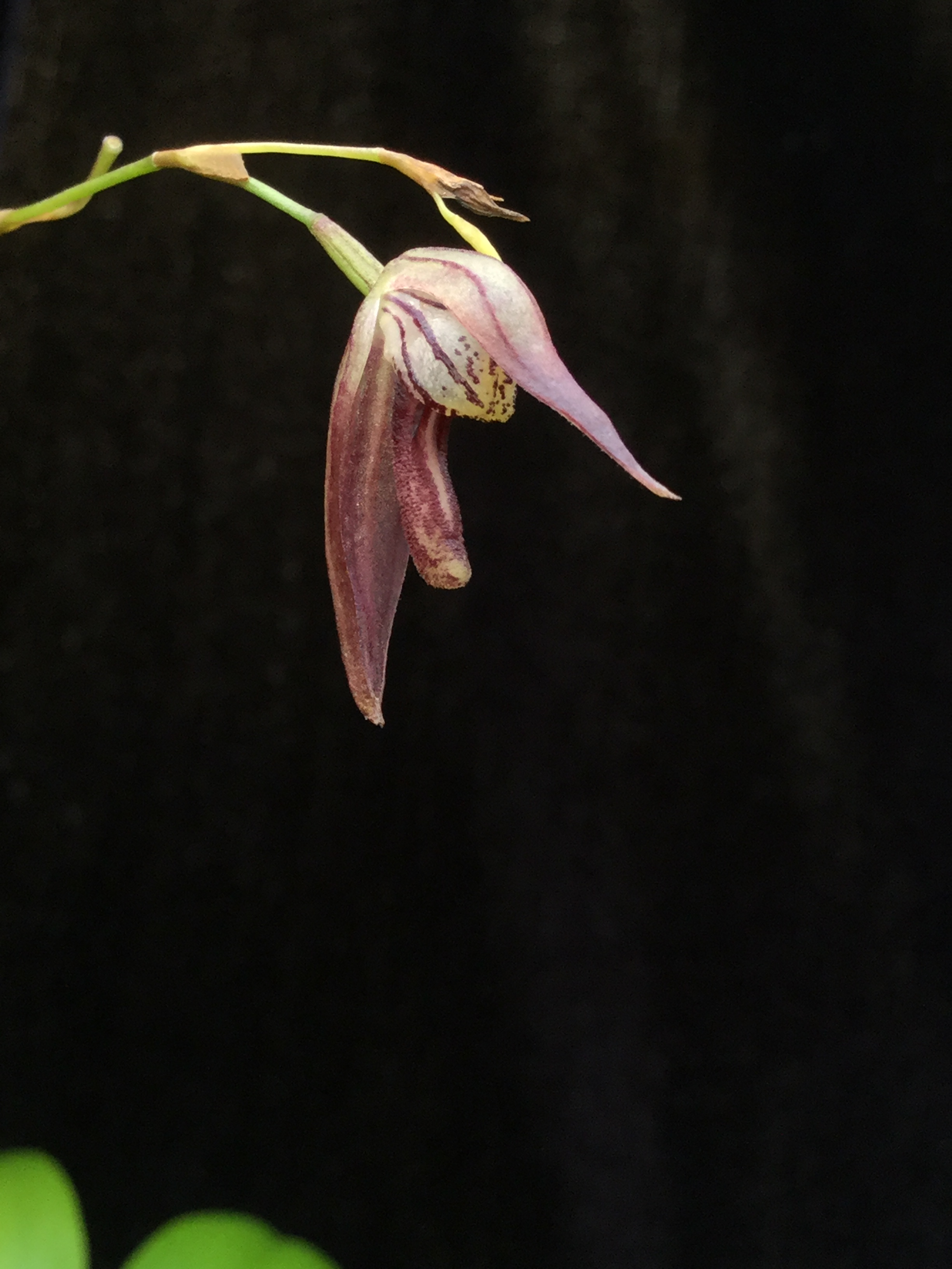 Pleurothallis pachyglossa