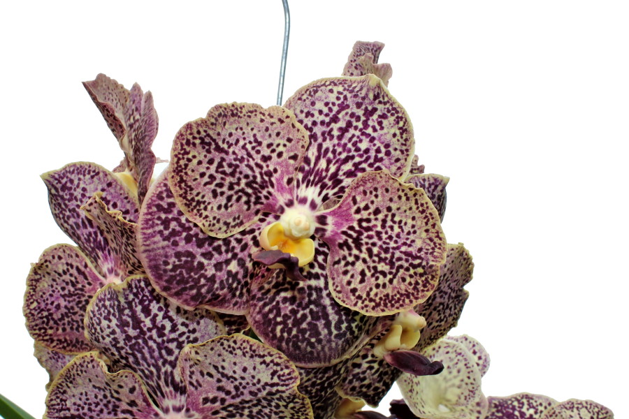 Vanda SUNANDA® Ocelot Sienna 