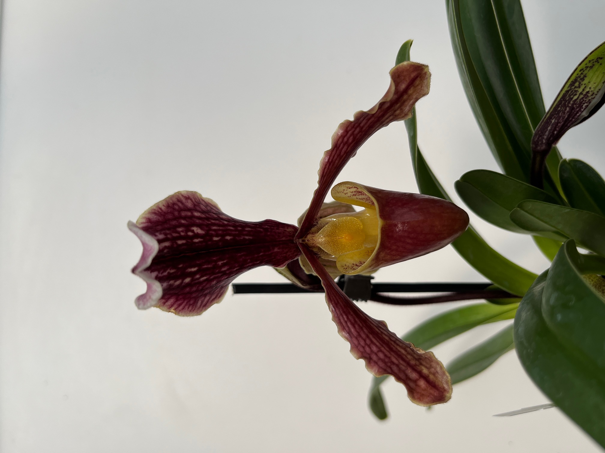 Paphiopedilum barbigerum var. sulivongii