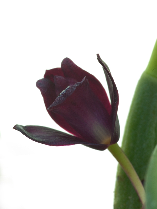 Maxillaria schunkeana