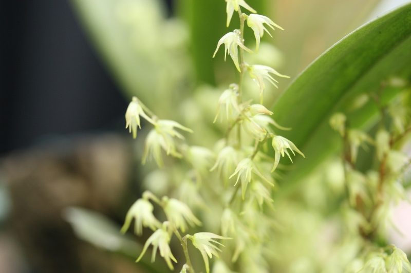 Pleurothallis angustilabia