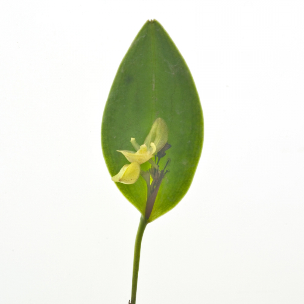 Pleurothallis sphaerantha (aufgebunden)