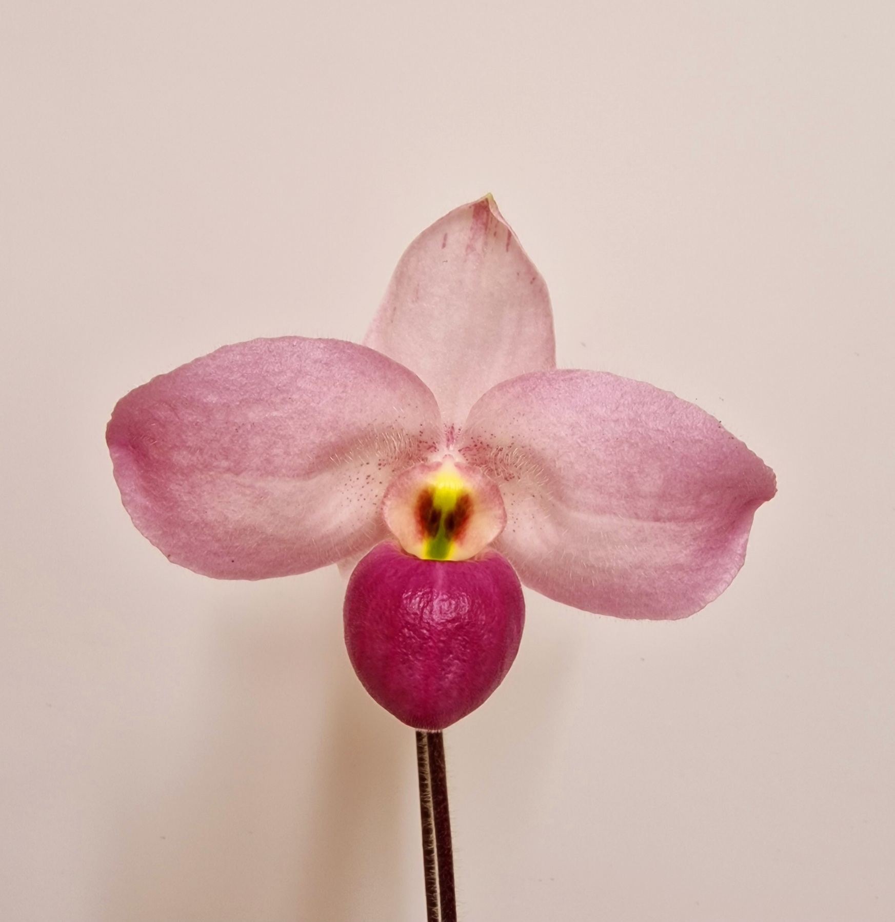 Paphiopedilum Ho Chi Minh