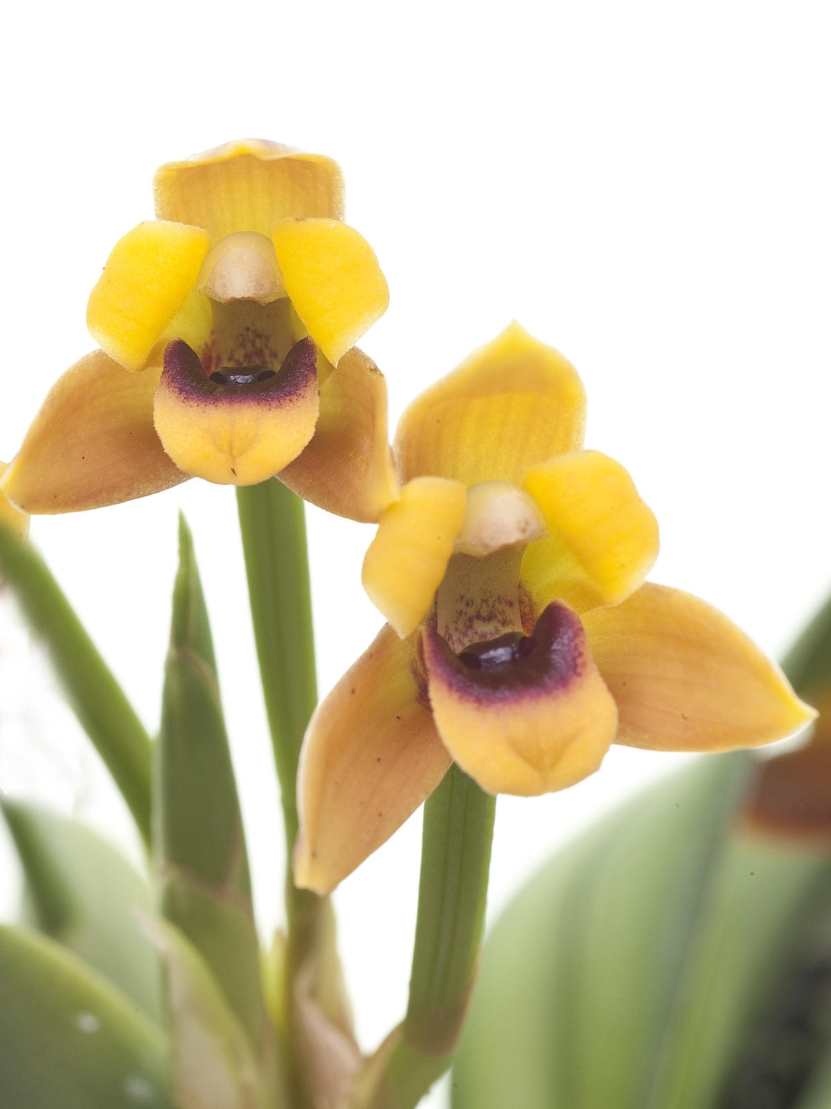 Maxillaria variabilis orange