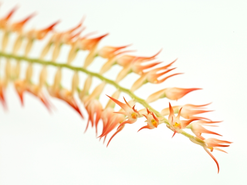Dendrochilum kopfii