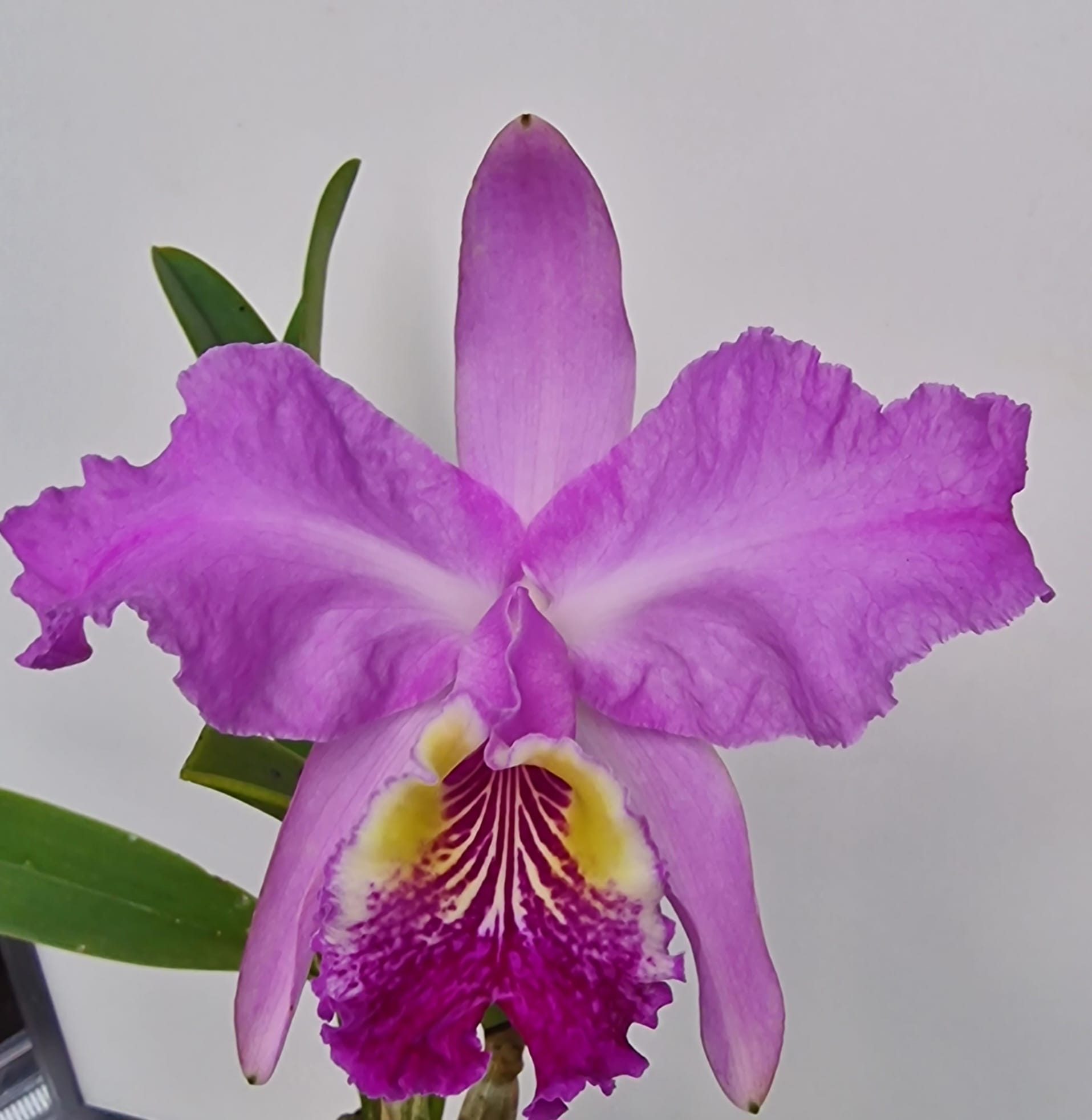 Cattleya lueddemanniana 