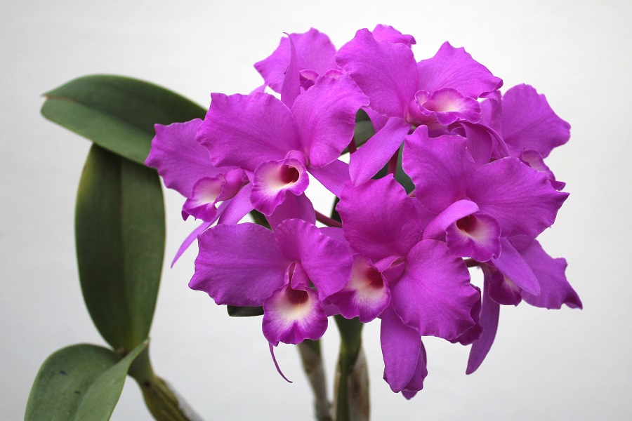 Guarianthe (Cattleya) skinneri 'Carpenteria' FCC/AOS