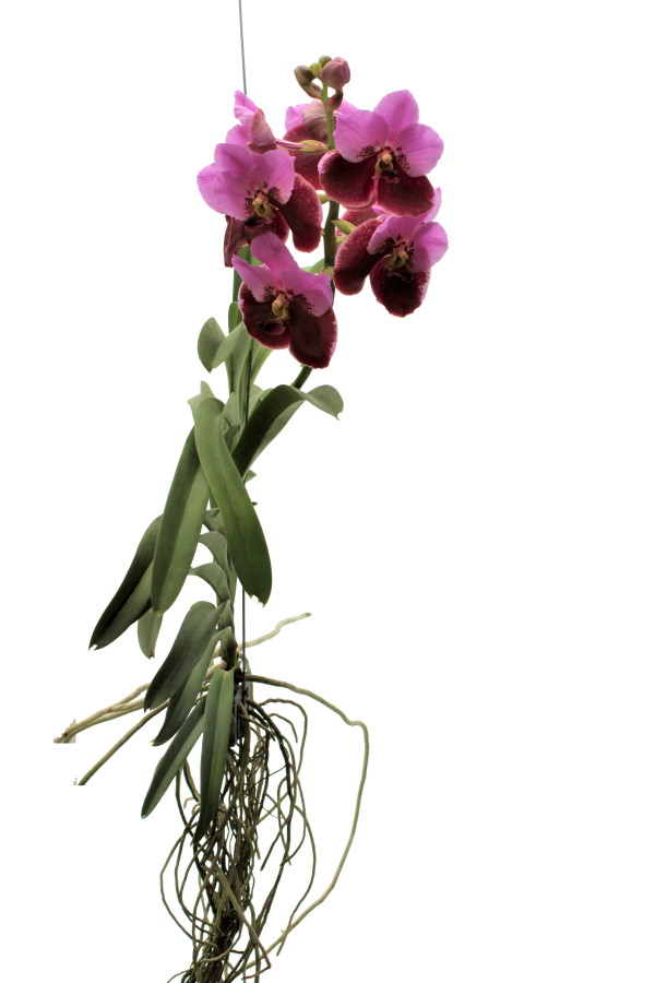 Vanda DIVANA® Pink Maroon I
