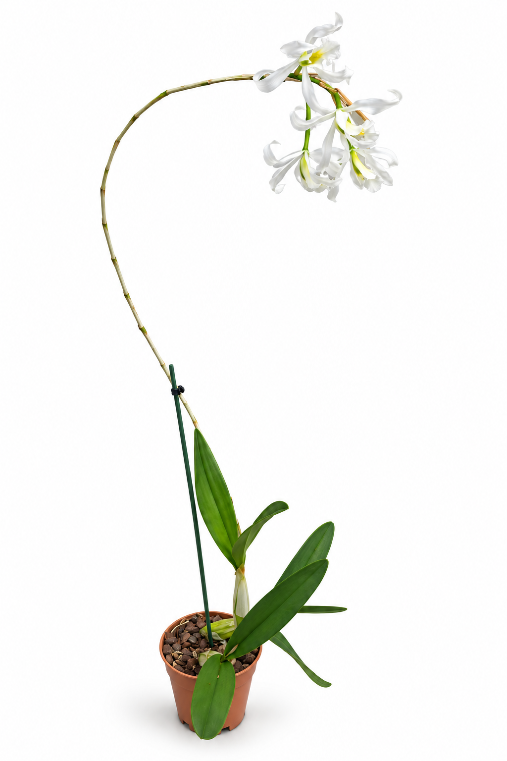 Schomburgkia superbiens var. alba 'Don Hubert Cross'