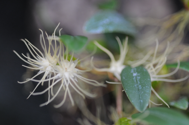 Bulbophyllum caudatum
