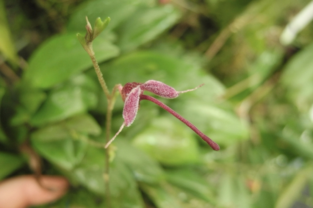 Scaphosepalum lima