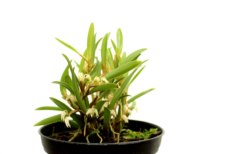 Bulbophyllum mutabile (aufgebunden)
