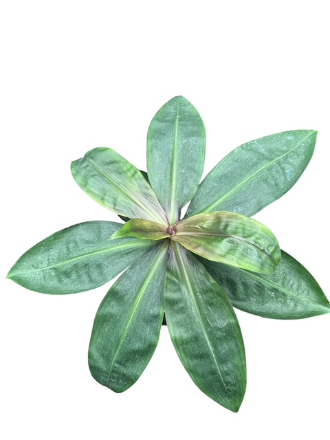 Dichorisandra thyrsiflora blau