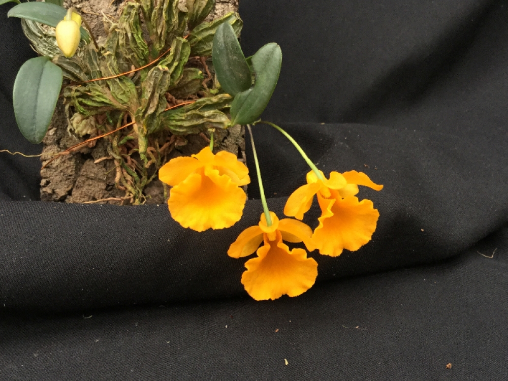 Dendrobium jenkinsii