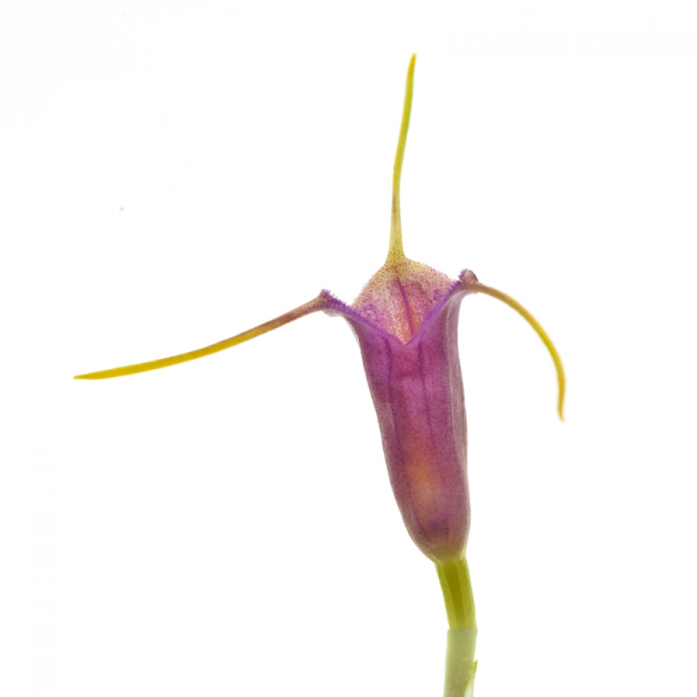 Masdevallia x mystica