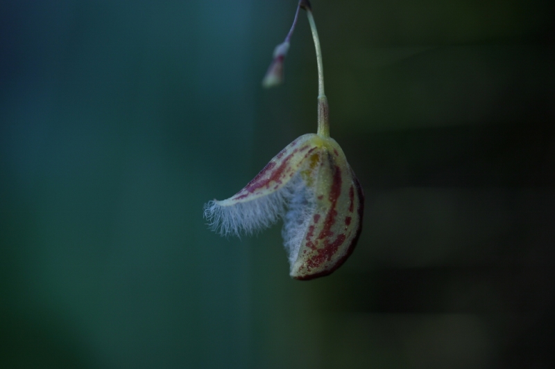 Pleurothallis cypripedioides