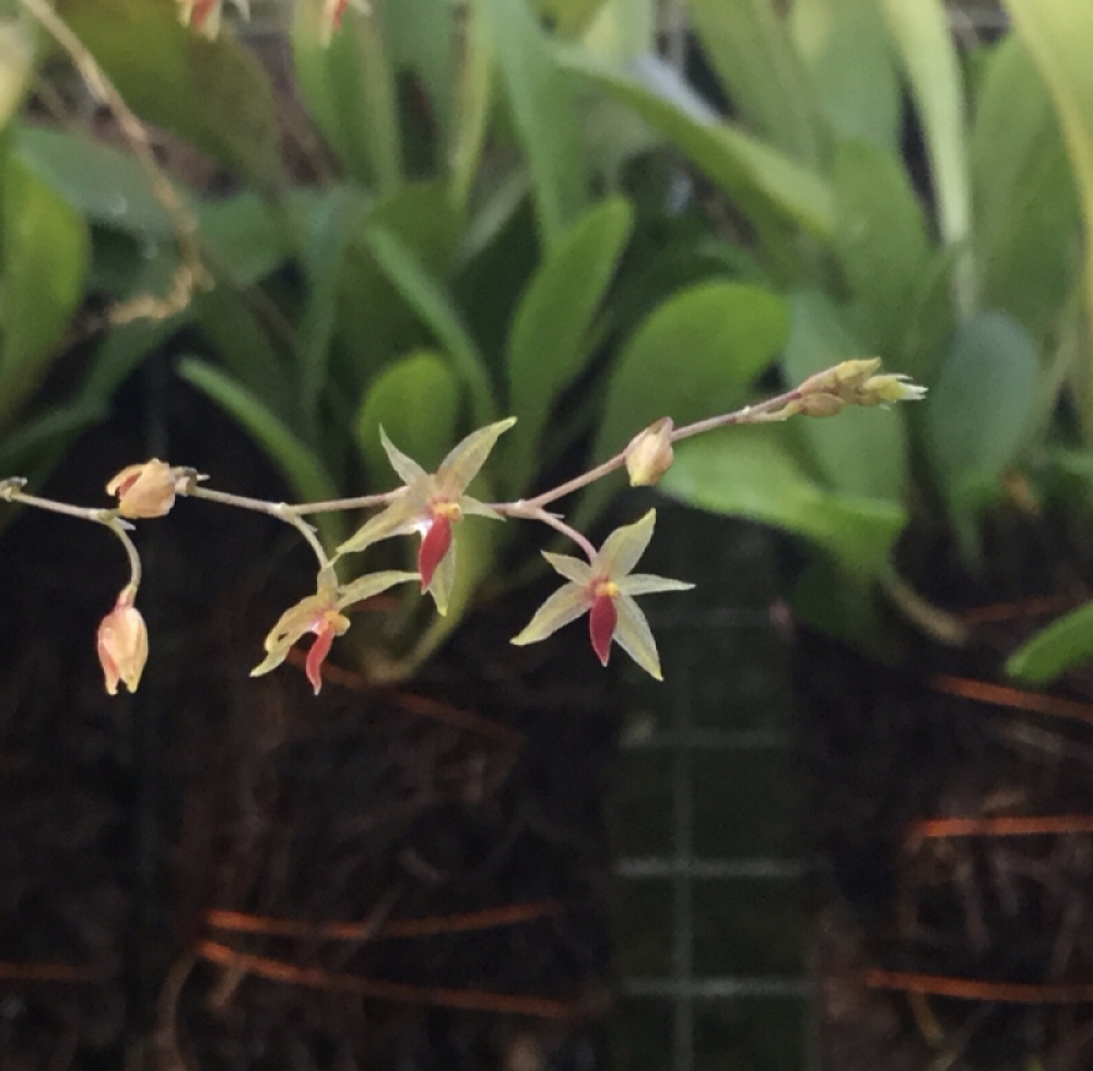 Platystele multistellare