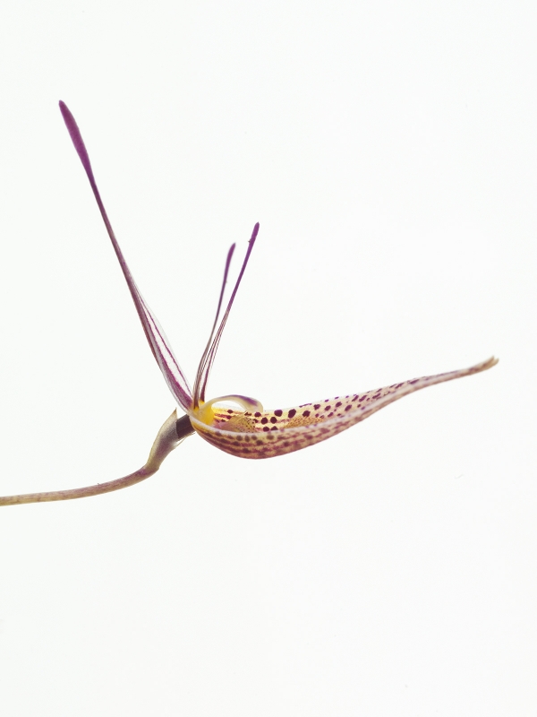 Restrepia tzubotae