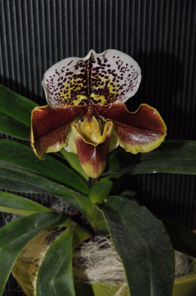 Paphiopedilum complex-Hybr.