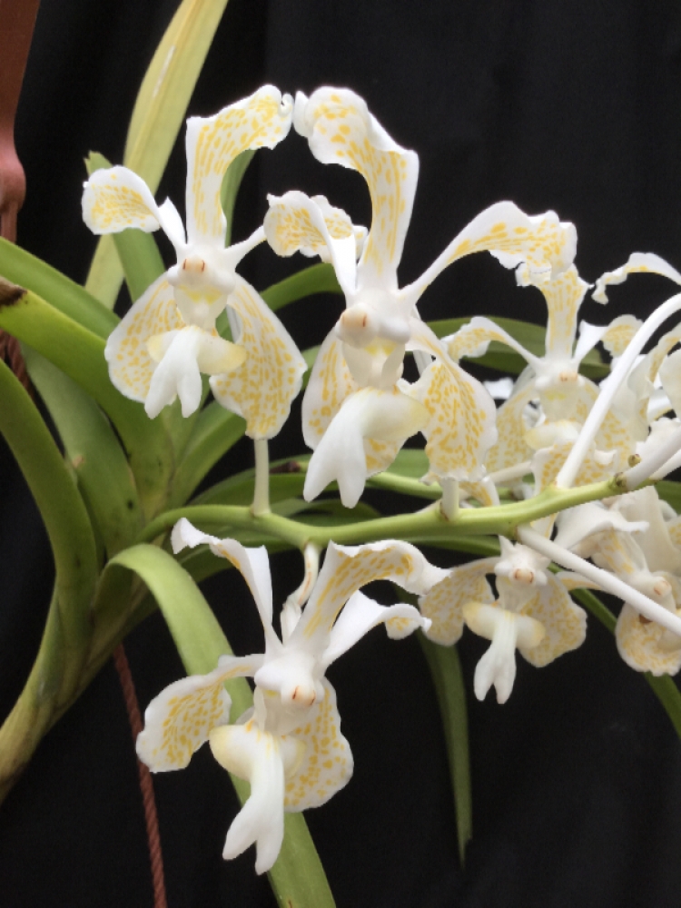 Vanda tricolor suavis alba