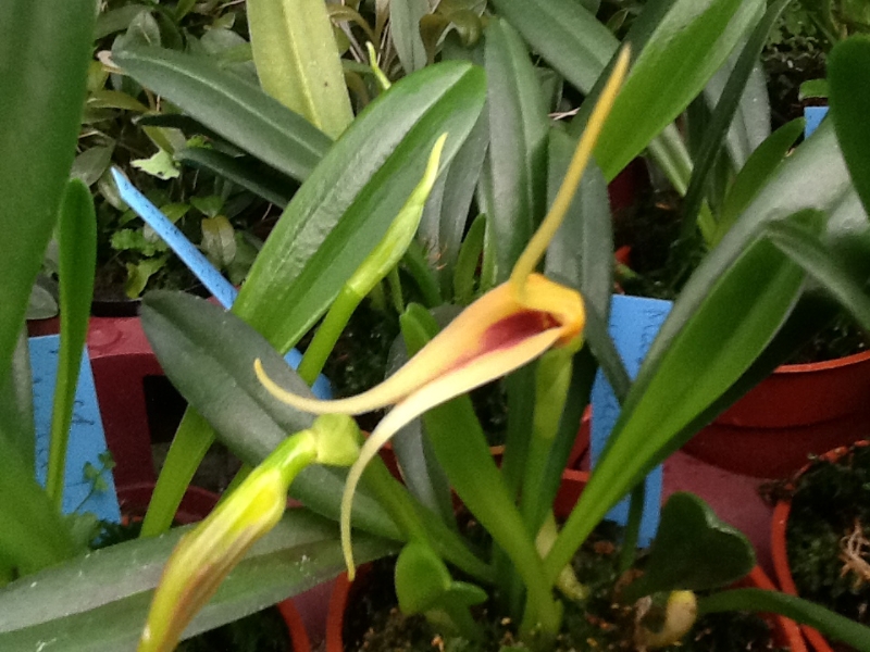 Masdevallia maculata