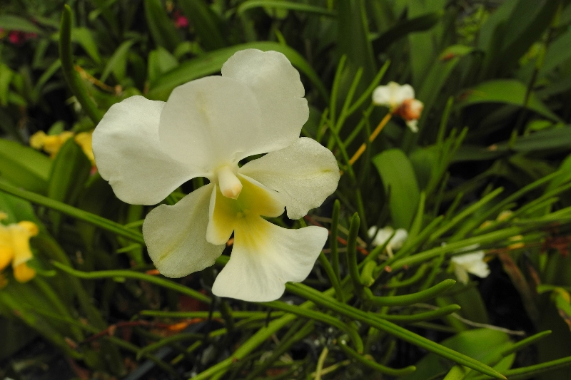 Papilionanthe teres var. alba