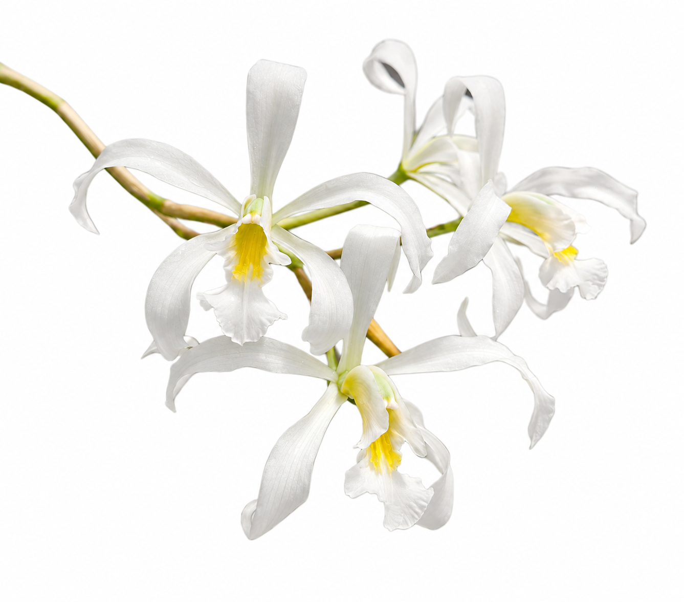 Schomburgkia superbiens var. alba 'Don Hubert Cross'