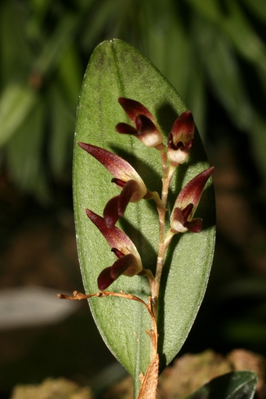 Trichosalpinx blaisdellii (a)