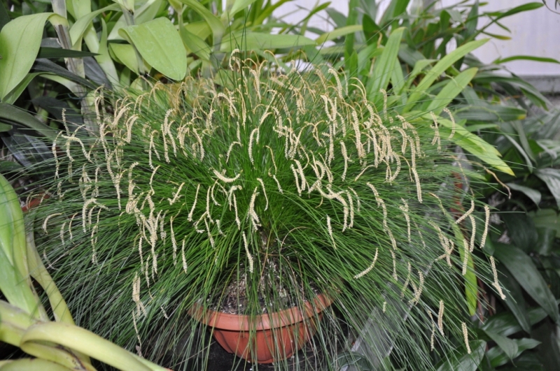 Dendrochilum tenellum