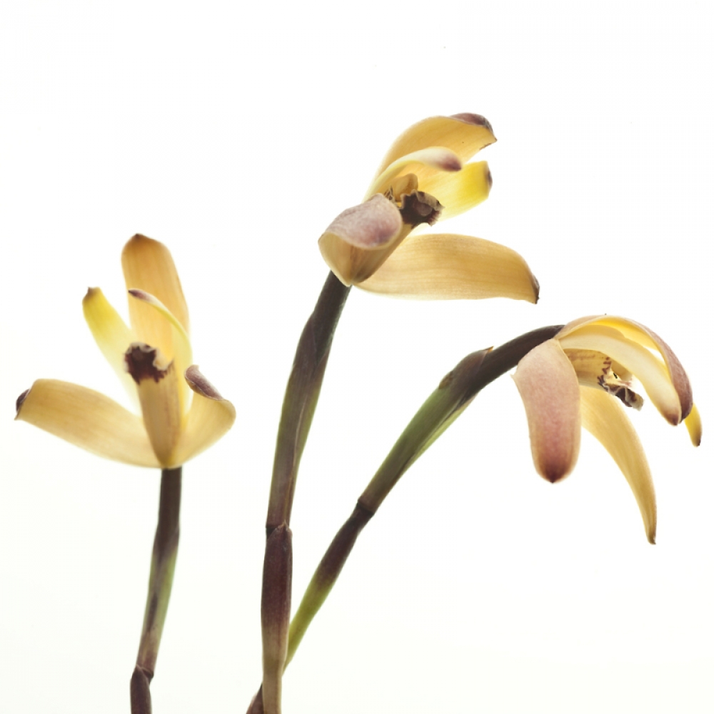 Maxillaria porrecta