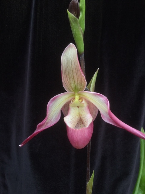 Phragmipedium Lemoinierianum