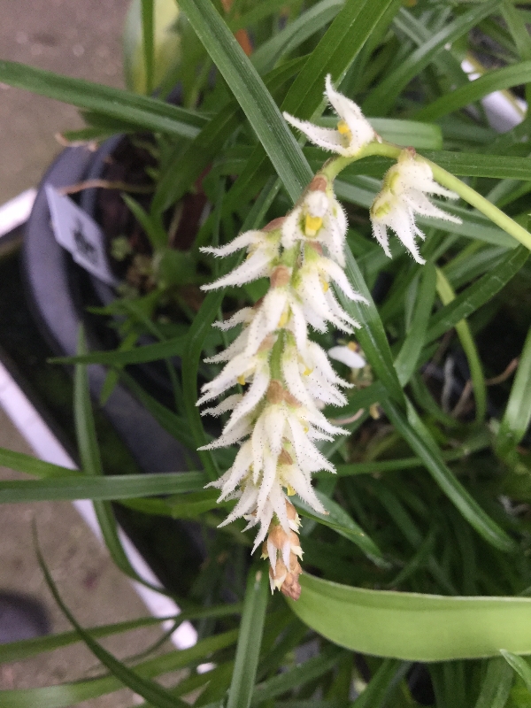 Bulbophyllum hirtum