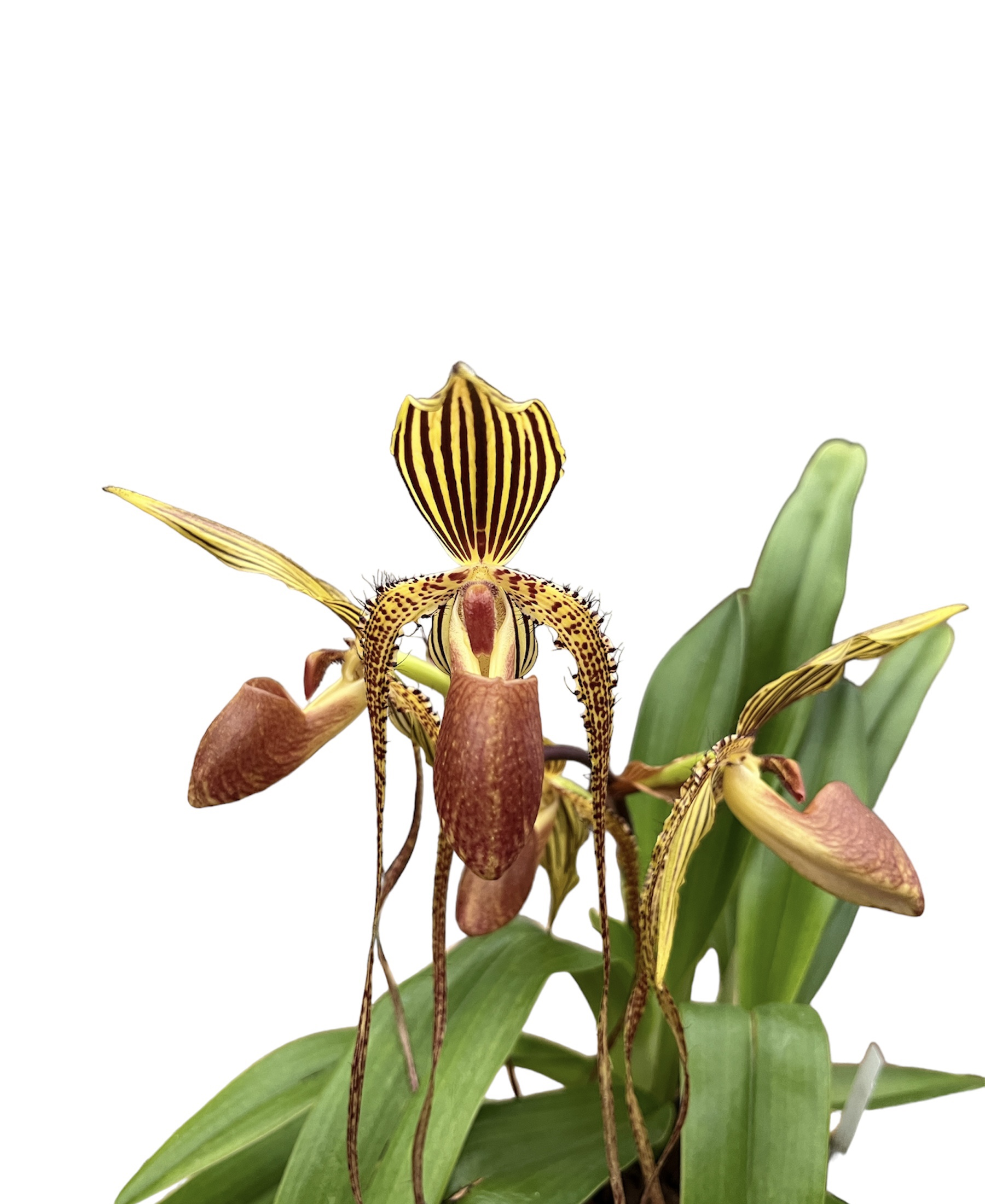 Paphiopedilum Shin-Yi Williams 'Dark Chocolate' x sanderianum 'Lady in Red'