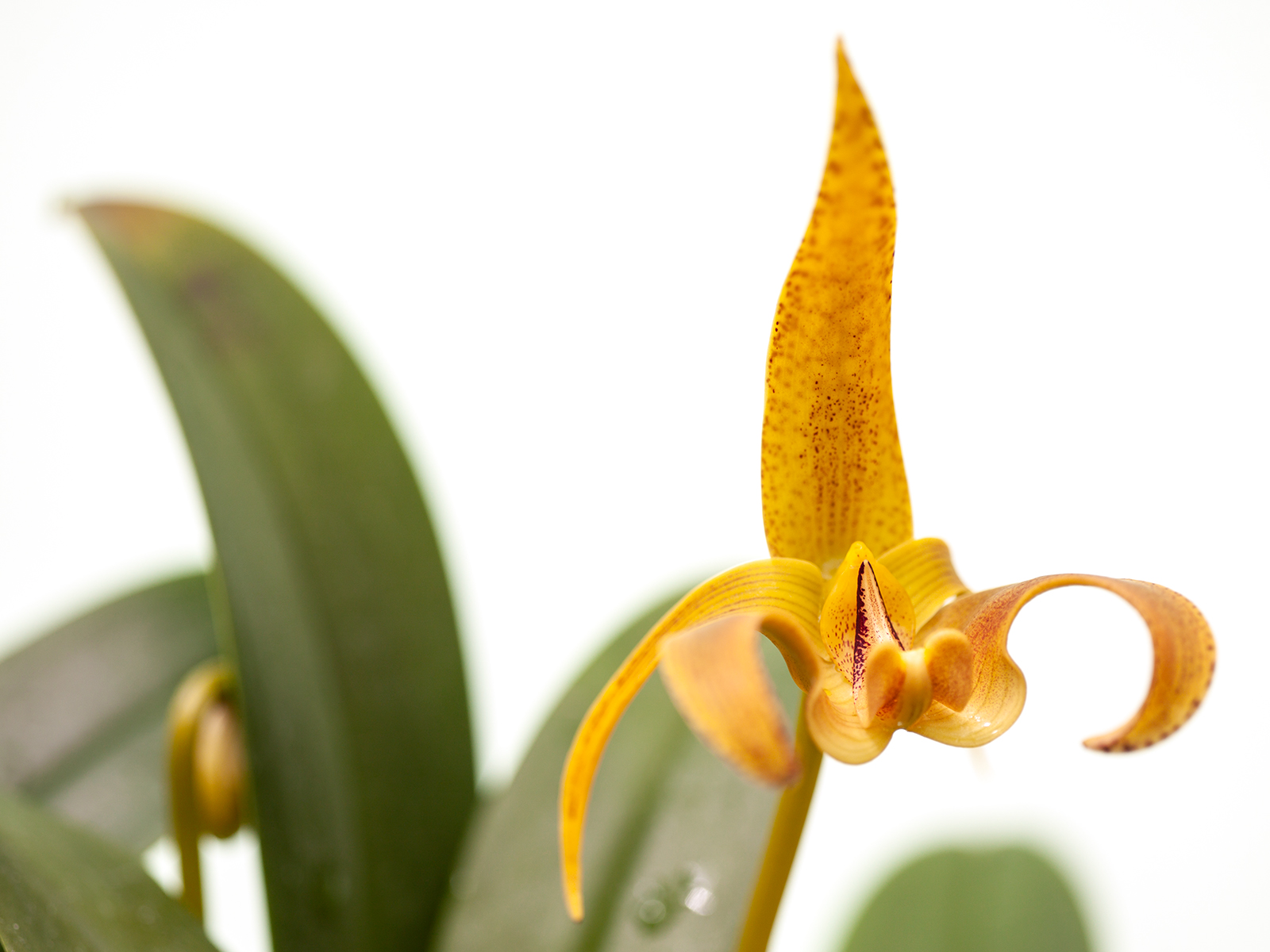 Bulbophyllum lobbii var. polystictum