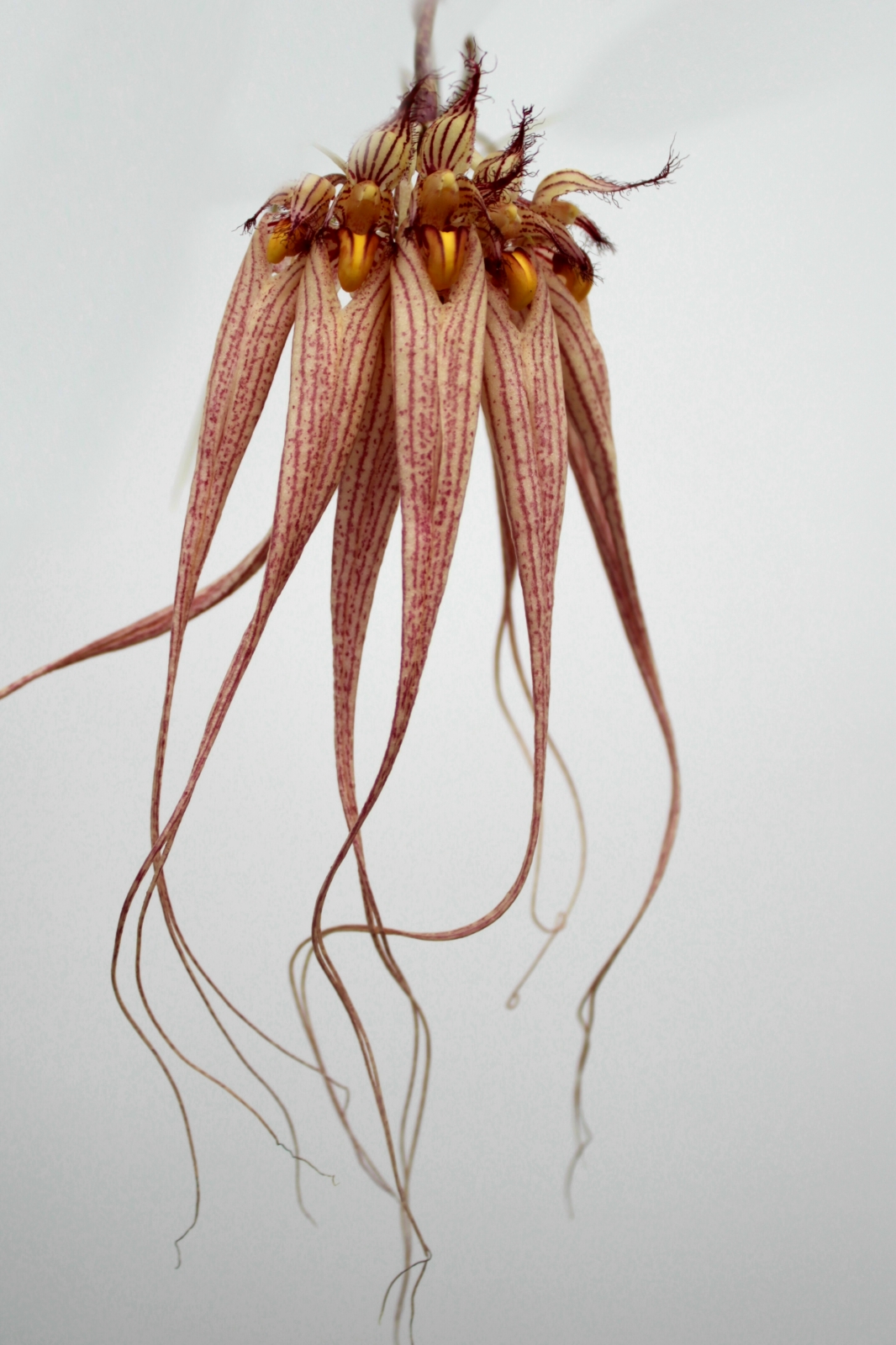 Bulbophyllum Louis Sander