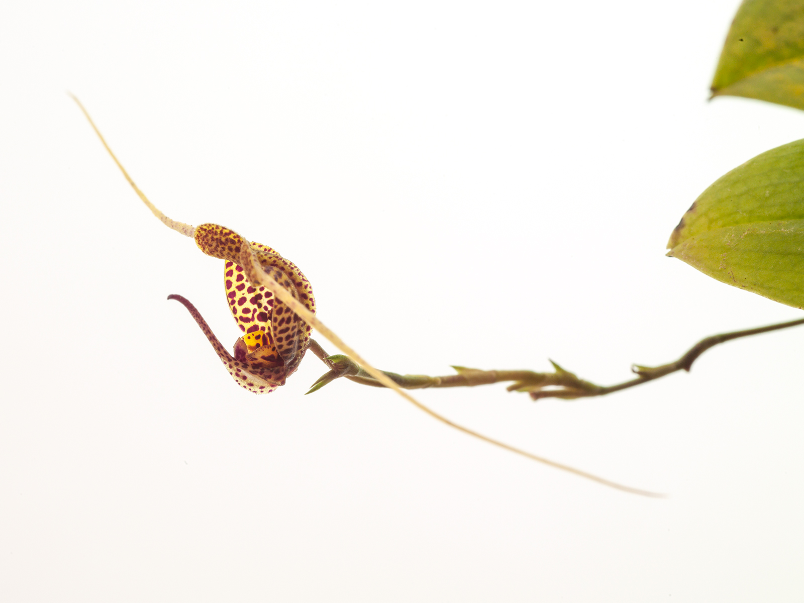 Scaphosepalum swertiifolium