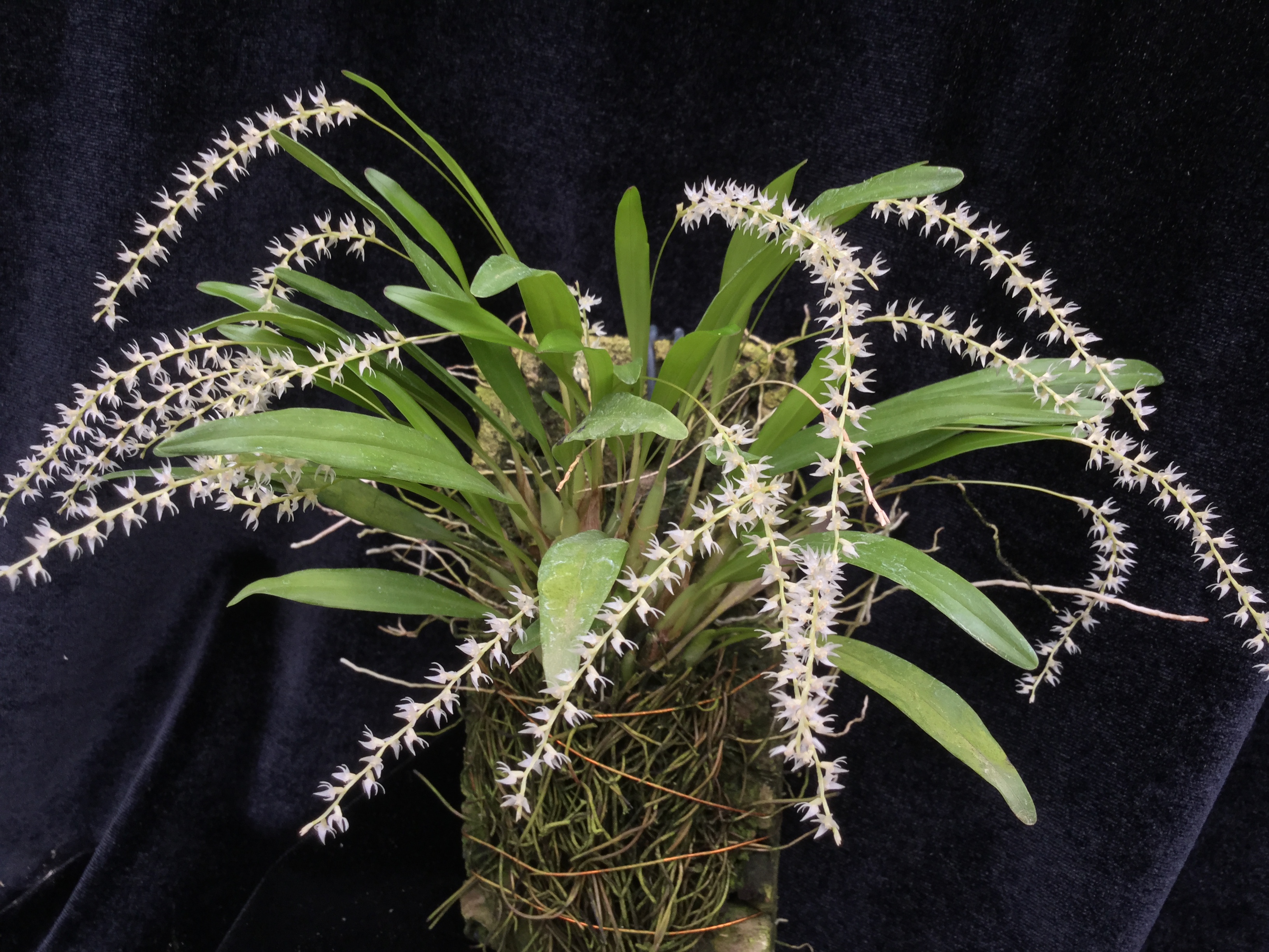 Dendrochilum curranii (mounted)