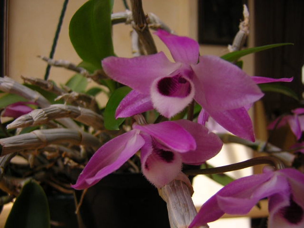 Dendrobium parishii (aufgebunden)