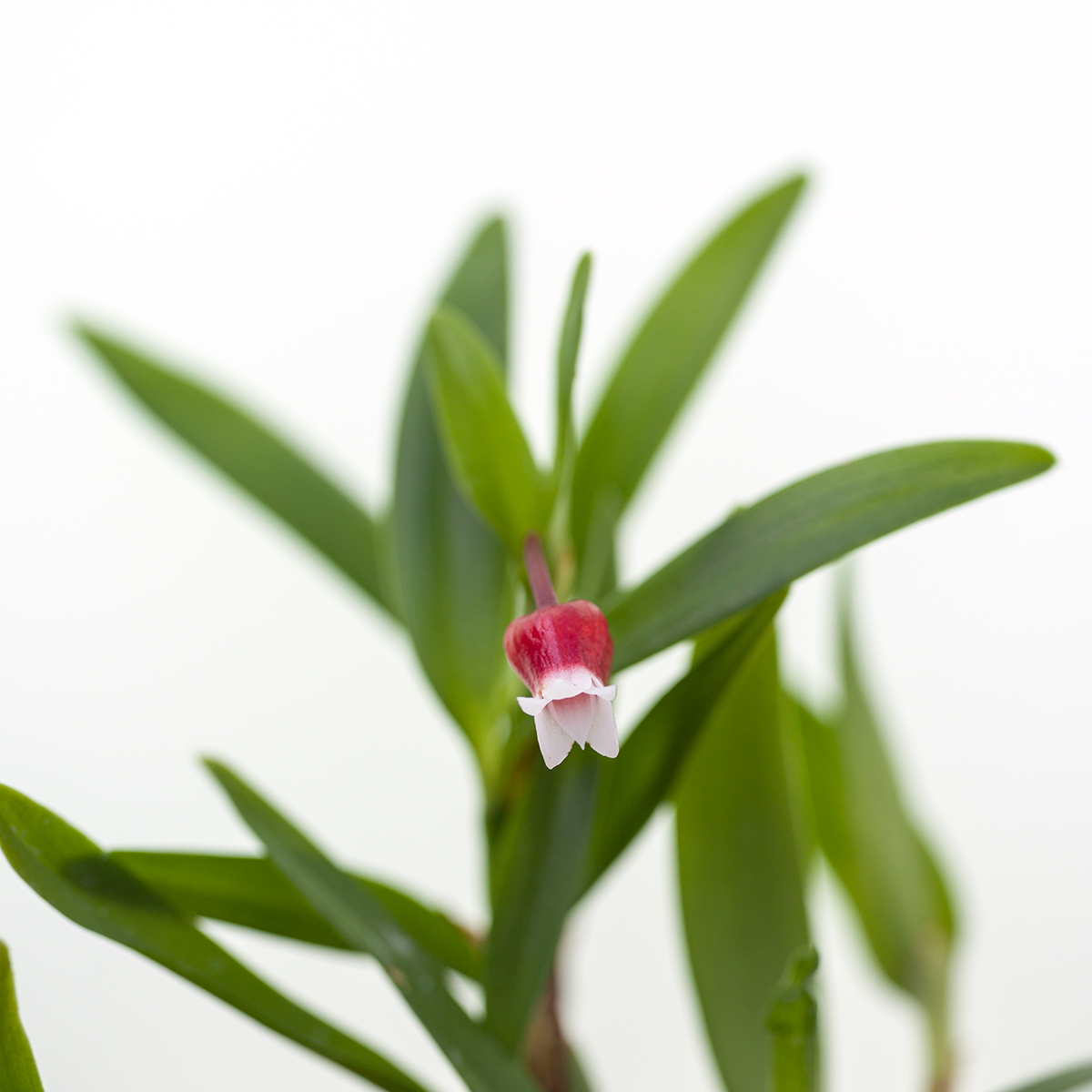 Mediocalcar bifolium 