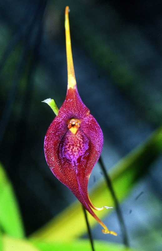 Masdevallia goliath
