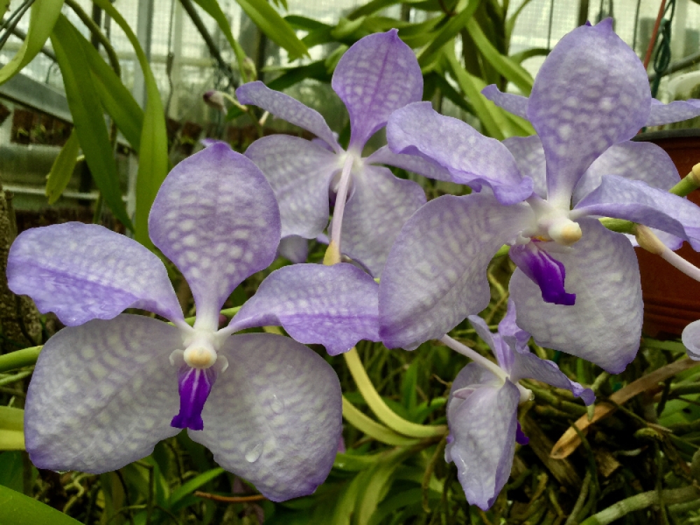 Vanda coerulea